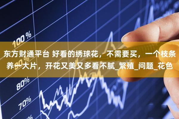 东方财通平台 好看的绣球花，不需要买，一个枝条养一大片，开花又美又多看不腻_繁殖_问题_花色